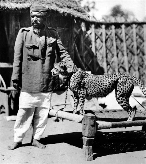 The Last Cheetah's of India: एक राजा के शिकार की आदत और नेशनल क्राइसिस ...