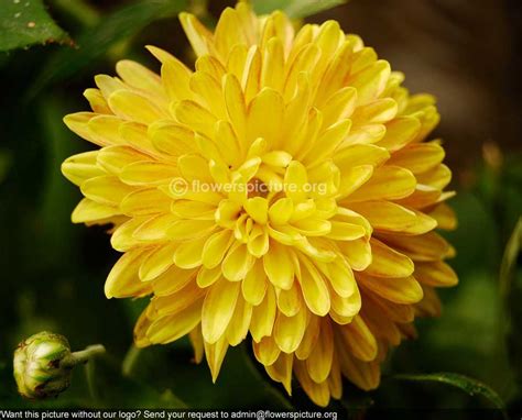 Chrysanthemum yellow red Banglore Flower Show Jan 2013