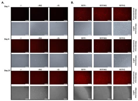 rAAV TGF-β and FGF-2 Overexpression via pNaSS-Grafted PCL Films ...