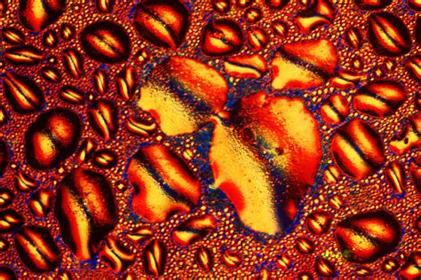 Alcoholic Drinks Under a Microscope