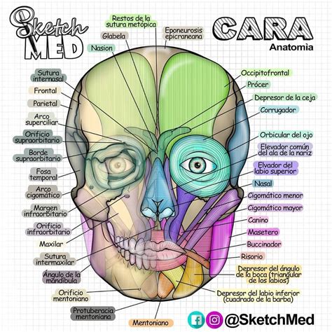 Sketch Med - Paola Rios on Instagram: "ANATOMIA DE LA CARA 👁️👃👁️ ...