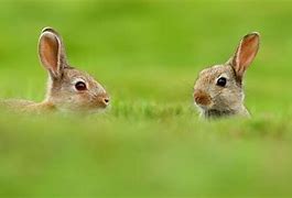 Image result for Rabbits Together
