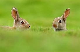 Image result for Two Rabbits