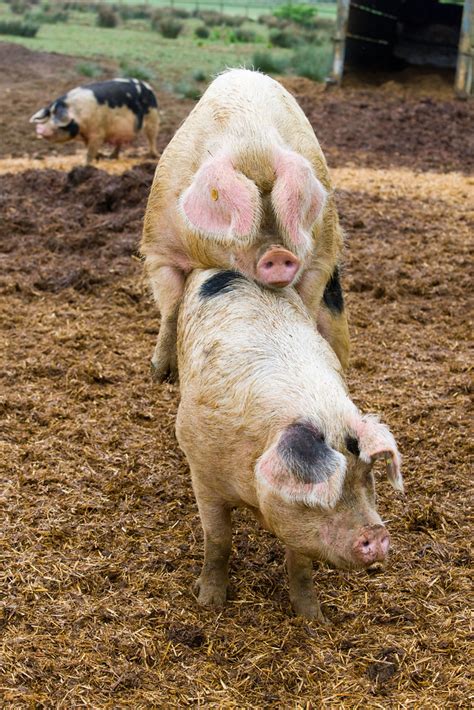 3 Best of Breeds - Oaklands Pigs