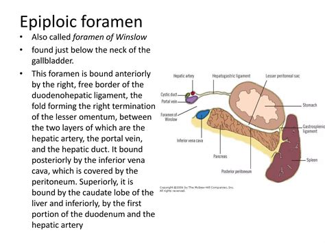 Borders Of Winslow Foramen