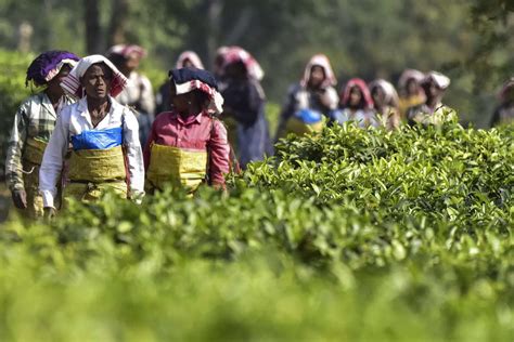 Tea Board urges companies to participate in two international events