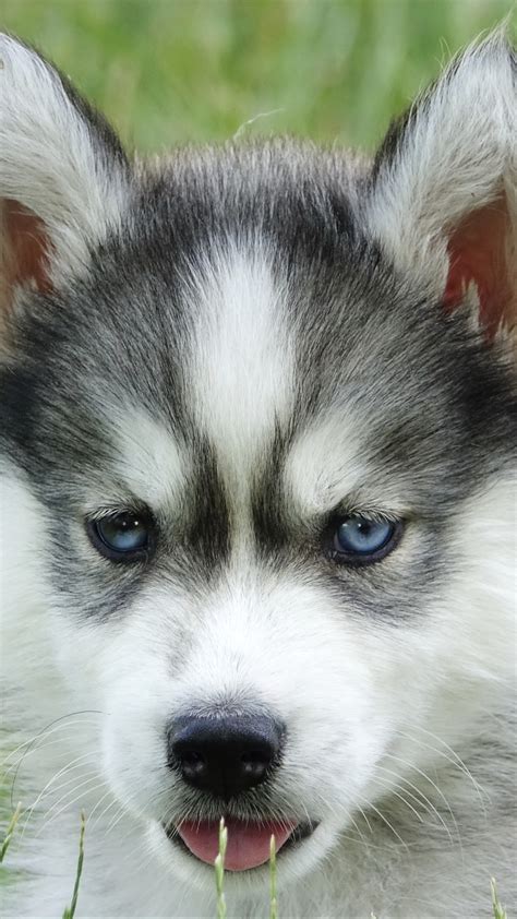 Download wallpaper Baby, Husky, Metiz, section dog in resolution 1440x2560
