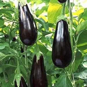 ActrovaX American Variety Big Brinjal F1 Hybrid Seed [16000 Seeds] Seed ...