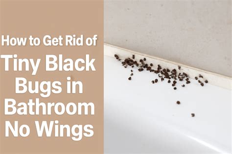 Tiny Black Bugs in Bathroom No Wings: What Are They and How to Get Rid ...