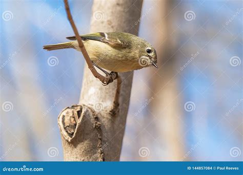 Ruby-crowned Kinglet - Regulus Calendula Stock Photo - Image of taylor, outside: 144857084