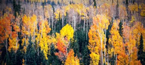 Image result for Burmese Python Native Range