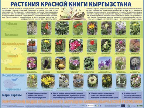 Растения красной книги республики беларусь (55 фото)