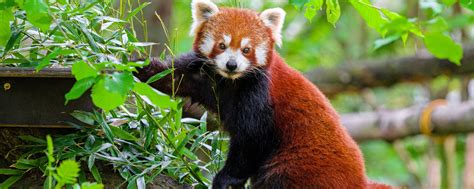 Download wallpaper 2560x1024 red panda, tree, bark, leaves, animal ...
