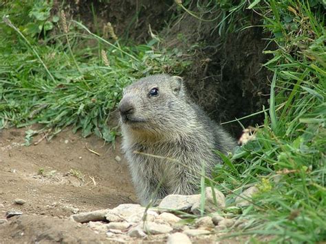 LA VIGOGNE (Valmorel) - Lodge Reviews & Photos - Tripadvisor
