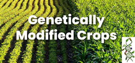 Genetically Modified Crops - GS SCORE