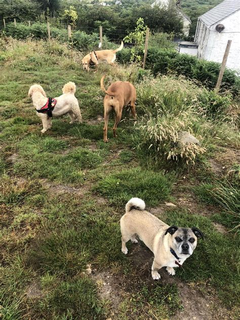 About Us – Happy Trails Dog Walking Services