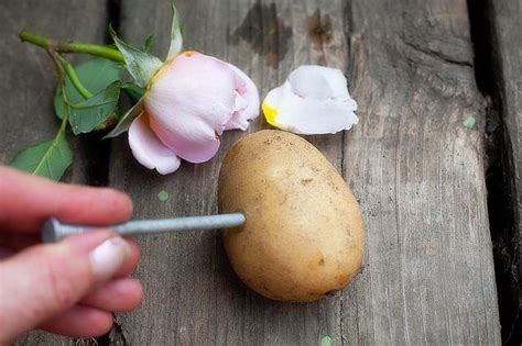 Image result for How to Propagate Roses Using Potatoes