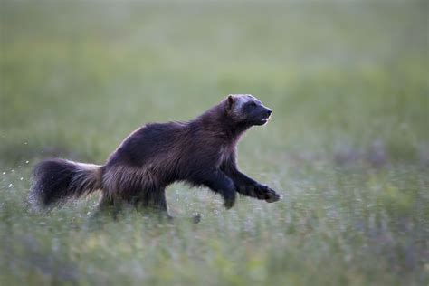 Wolverine | Size, Habitat, & Facts | Britannica