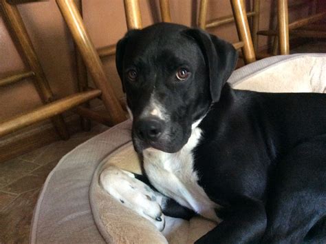 Lab And Boxer Mix Puppy at Lori Chambers blog