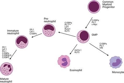Frontiers | Neutrophil Homeostasis and Emergency Granulopoiesis: The Example of Systemic ... - what increases neutrophils