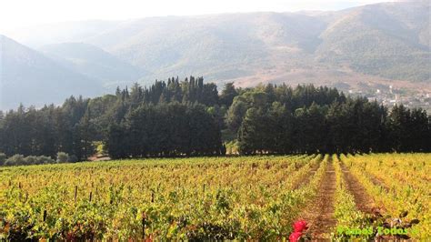 Zahle Hike & Wine Tasting, Zahle , Lenanon, Ashrafieh, 24 May 2025 ...