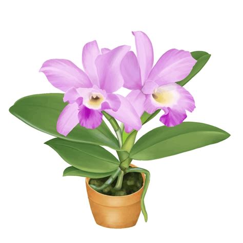 Orchidee Cattleya Trianae Blumenmalerei | Premium-Vektor