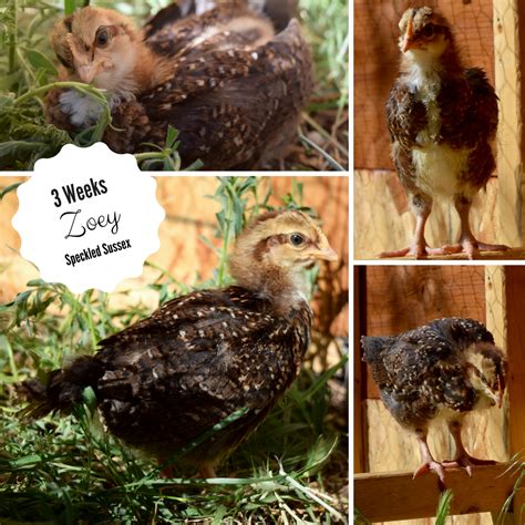 Sex my 4-week & 3-week old chicks! | BackYardHerds - Goats, Horses ...