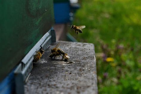 Image result for Free-Flying Bee Video Clips
