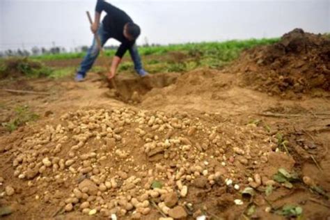 农村地里挖田鼠窝，一个秋天就白赚了几百斤粮食_农业