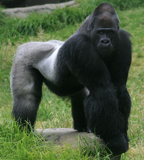 Biggest Silverback Gorilla