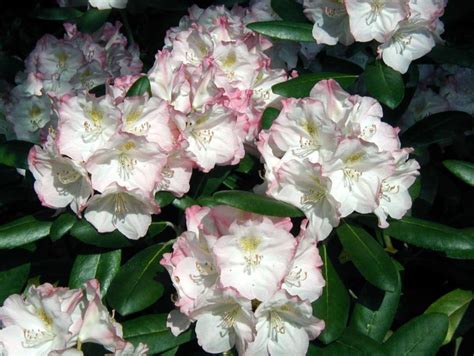 Rhododendron yakushimanum 'Ken Janeck' - Ken Janeck Yakushima ...
