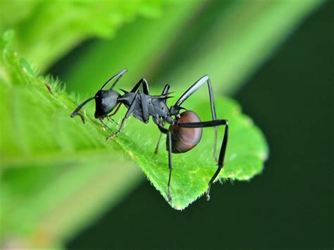 小小蚂蚁|摄影|生态|老虎仔 - 原创作品 - 站酷 (ZCOOL)