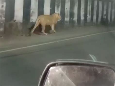 Late at night in Bhavnath of Junagadh, Vanraj hit the bull, the car ...
