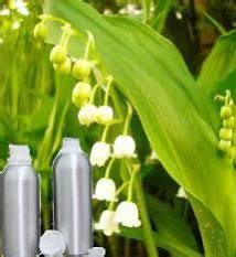 Lily Absolute Oil,White Lily Absolute Oil,Lily Oil Manufacturers