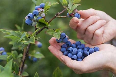 温度对蓝莓生长的影响