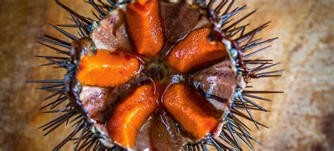 Sea Urchin: The Taste of the Sea - Falstaff