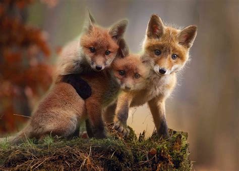 9 Cute Pictures of Red Foxes