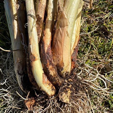 Egyptian Walking Onion NEW - Edible Jungle Nursery