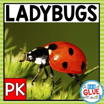 Image result for Ladybug Science Activities