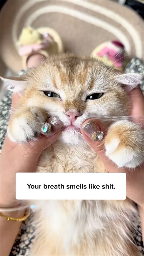 Cuddles Meow | Get this Pet Toothbrush today to start brushing your cat ...