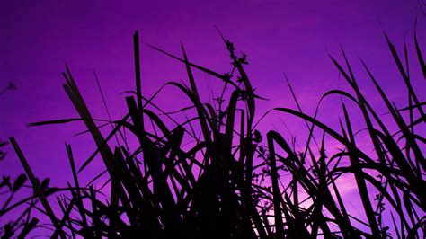 Wallpaper grass, dark, sky, purple, dusk hd, picture, image