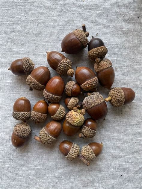Indigenous Nut Recipes: Acorns, Walnuts & More