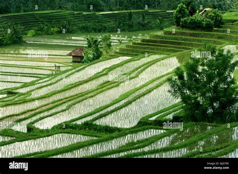 Image result for Food Tree