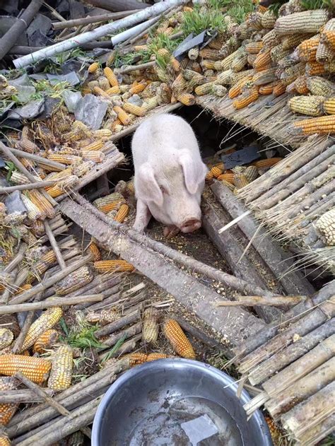 泸定地震家猪被埋废墟，存活45天后被救出_手机新浪网
