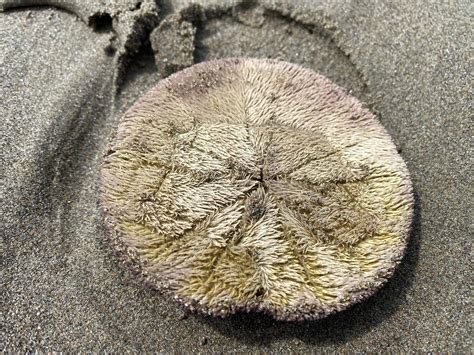 Sand Dollar Alive