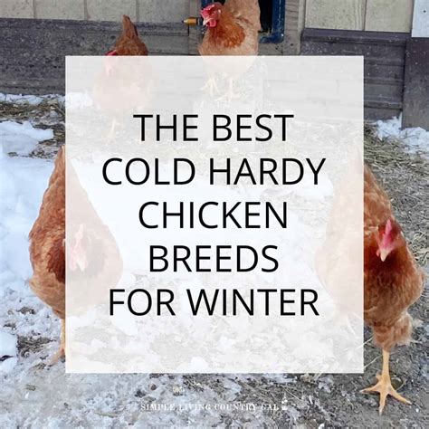 Cold Hardy Chicken Breeds | Simple Living Country Gal
