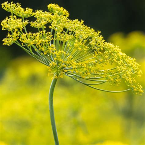 100 British Dill Seeds - Welldales