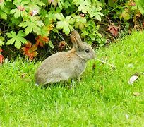 Image result for Baby Rabbit Screaming