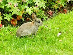 Image result for Cat Brought in Baby Rabbit