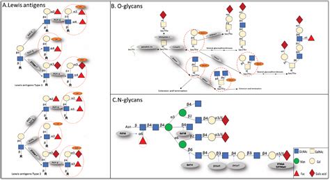 Glycosylation in Renal Cell Carcinoma: Mechanisms and Clinical Implications